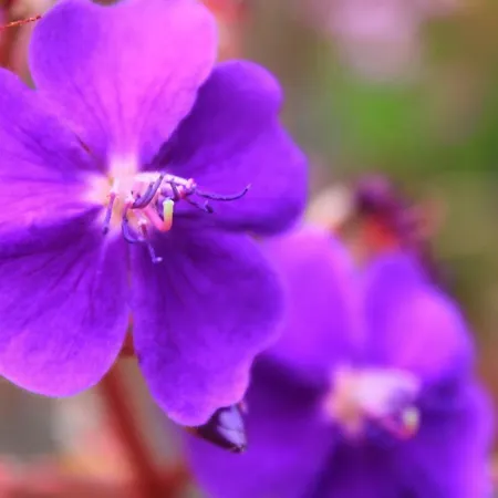 아파트호텔 Almabellaclub 4*