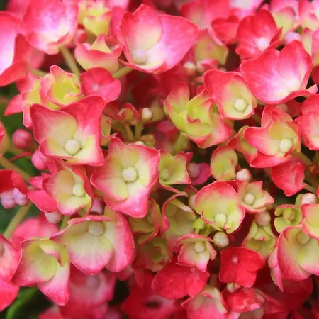 아파트호텔 Almabellaclub 브레나바자