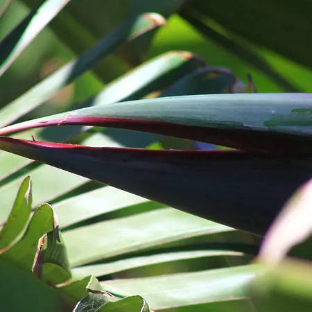 Almabellaclub 아파트호텔 브레나바자