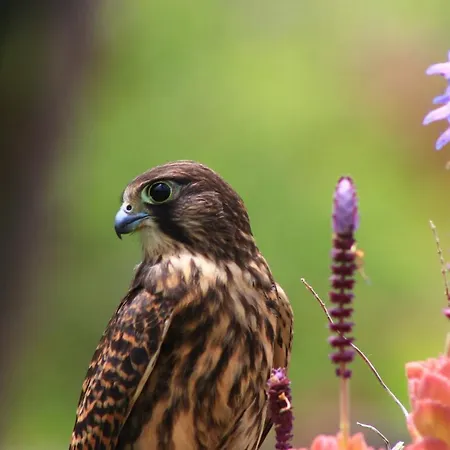 Almabellaclub 아파트호텔 브레나바자