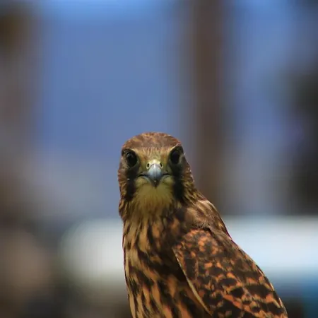 Almabellaclub 아파트호텔 4*