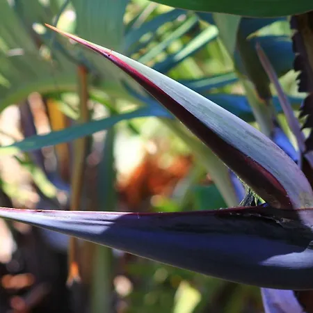 公寓式酒店 Almabellaclub 下布雷尼亚