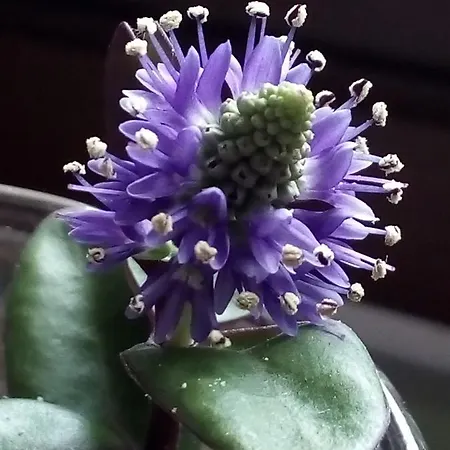 Almabellaclub 公寓式酒店 下布雷尼亚