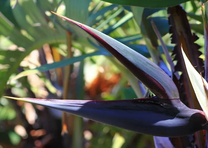 מלון דירות Almabellaclub Breña Baja