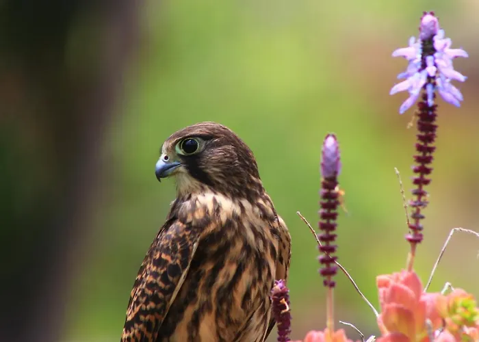 Almabellaclub מלון דירות Breña Baja