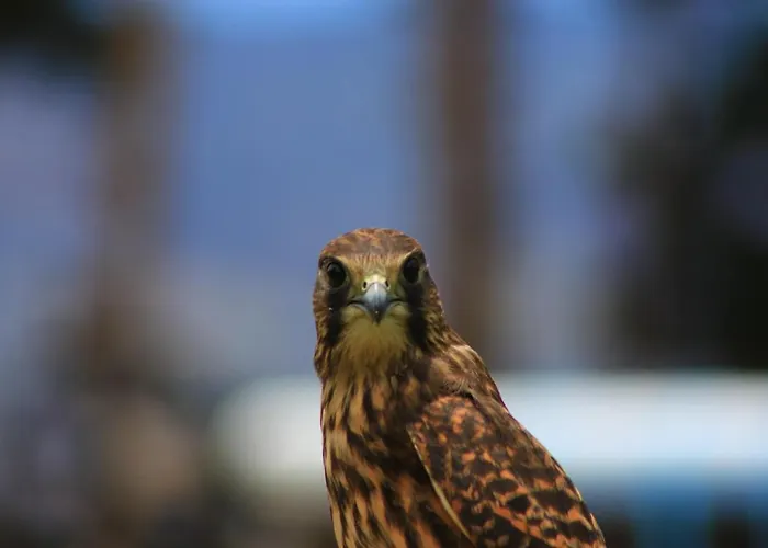 Almabellaclub מלון דירות 4*