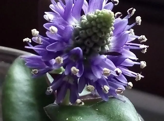 Almabellaclub מלון דירות Breña Baja